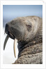 Walrus on Iceberg, Hudson Bay, Nunavut, Canada by Anonymous
