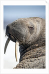 Walrus on Iceberg, Hudson Bay, Nunavut, Canada by Anonymous