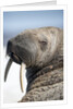 Walrus on Iceberg, Hudson Bay, Nunavut, Canada by Anonymous