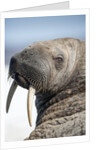 Walrus on Iceberg, Hudson Bay, Nunavut, Canada by Anonymous