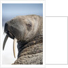 Walrus on Iceberg, Hudson Bay, Nunavut, Canada by Anonymous