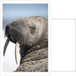 Walrus on Iceberg, Hudson Bay, Nunavut, Canada by Anonymous