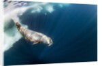 Underwater Walrus, Hudson Bay, Nunavut, Canada by Anonymous