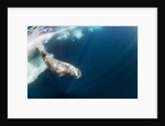 Underwater Walrus, Hudson Bay, Nunavut, Canada by Anonymous