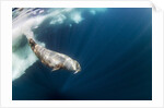 Underwater Walrus, Hudson Bay, Nunavut, Canada by Anonymous