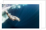 Underwater Walrus, Hudson Bay, Nunavut, Canada by Anonymous