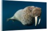 Underwater Walrus, Hudson Bay, Nunavut, Canada by Anonymous