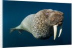 Underwater Walrus, Hudson Bay, Nunavut, Canada by Anonymous