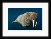 Underwater Walrus, Hudson Bay, Nunavut, Canada by Anonymous