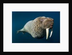 Underwater Walrus, Hudson Bay, Nunavut, Canada by Anonymous