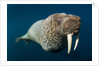 Underwater Walrus, Hudson Bay, Nunavut, Canada by Anonymous