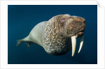 Underwater Walrus, Hudson Bay, Nunavut, Canada by Anonymous