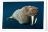 Underwater Walrus, Hudson Bay, Nunavut, Canada by Anonymous