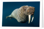 Underwater Walrus, Hudson Bay, Nunavut, Canada by Anonymous