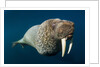 Underwater Walrus, Hudson Bay, Nunavut, Canada by Anonymous