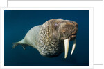 Underwater Walrus, Hudson Bay, Nunavut, Canada by Anonymous