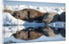 Walrus Herd on Sea Ice, Hudson Bay, Nunavut, Canada by Anonymous