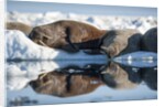 Walrus Herd on Sea Ice, Hudson Bay, Nunavut, Canada by Anonymous