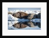Walrus Herd on Sea Ice, Hudson Bay, Nunavut, Canada by Anonymous