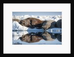 Walrus Herd on Sea Ice, Hudson Bay, Nunavut, Canada by Anonymous