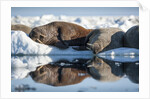 Walrus Herd on Sea Ice, Hudson Bay, Nunavut, Canada by Anonymous
