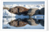 Walrus Herd on Sea Ice, Hudson Bay, Nunavut, Canada by Anonymous