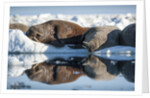 Walrus Herd on Sea Ice, Hudson Bay, Nunavut, Canada by Anonymous
