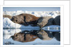 Walrus Herd on Sea Ice, Hudson Bay, Nunavut, Canada by Anonymous