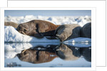 Walrus Herd on Sea Ice, Hudson Bay, Nunavut, Canada by Anonymous