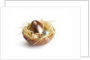 Chocolate Easter Eggs by Anonymous