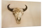 Antique Buffalo Skull by Anonymous