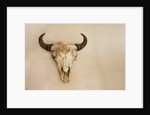Antique Buffalo Skull by Anonymous