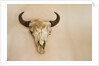 Antique Buffalo Skull by Anonymous