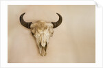 Antique Buffalo Skull by Anonymous