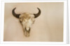 Antique Buffalo Skull by Anonymous