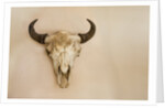 Antique Buffalo Skull by Anonymous