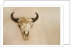 Antique Buffalo Skull by Anonymous