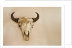 Antique Buffalo Skull by Anonymous