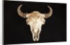 Buffalo Skull by Anonymous