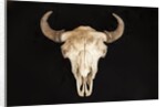 Buffalo Skull by Anonymous