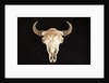 Buffalo Skull by Anonymous