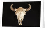 Buffalo Skull by Anonymous