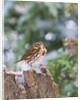 Fox Sparrow, McLeansville, North Carolina, USA by Anonymous
