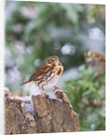 Fox Sparrow, McLeansville, North Carolina, USA by Anonymous