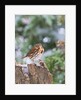 Fox Sparrow, McLeansville, North Carolina, USA by Anonymous