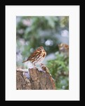 Fox Sparrow, McLeansville, North Carolina, USA by Anonymous