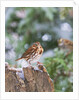 Fox Sparrow, McLeansville, North Carolina, USA by Anonymous