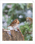 Fox Sparrow, McLeansville, North Carolina, USA by Anonymous