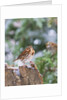 Fox Sparrow, McLeansville, North Carolina, USA by Anonymous