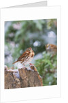 Fox Sparrow, McLeansville, North Carolina, USA by Anonymous